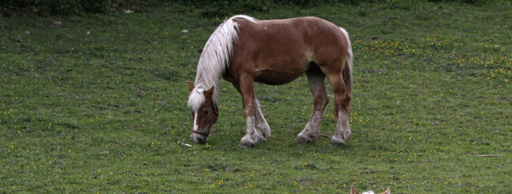 Jutland Horse