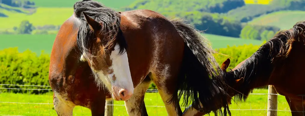 Large Clydesdale