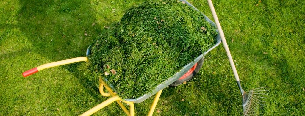 Lawn Clippings
