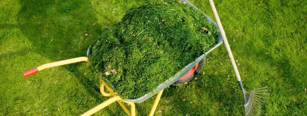 Lawn Clippings