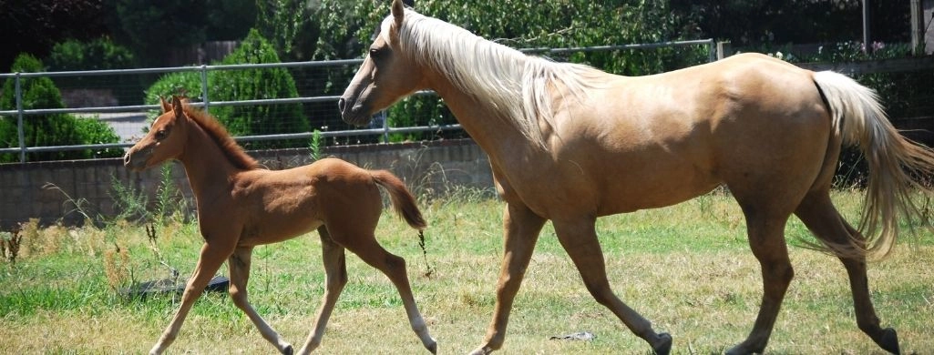 Quarterhorse Foal And Mare