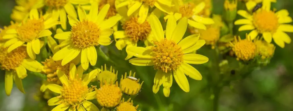 Ragwort