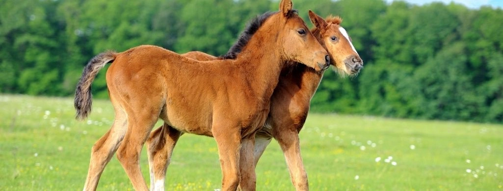 Two Young Colts