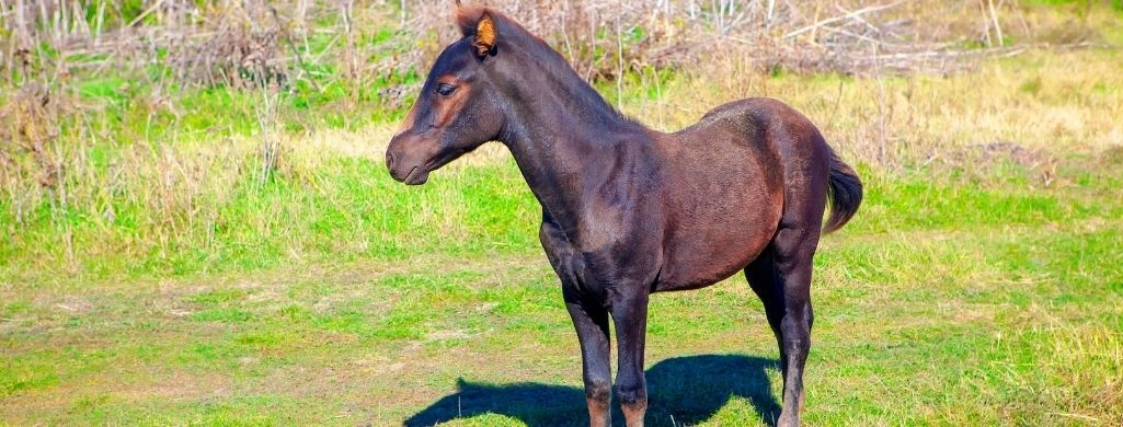 Yearling Horse