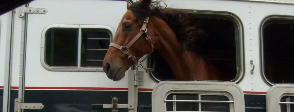Horse Riding In A Trailer