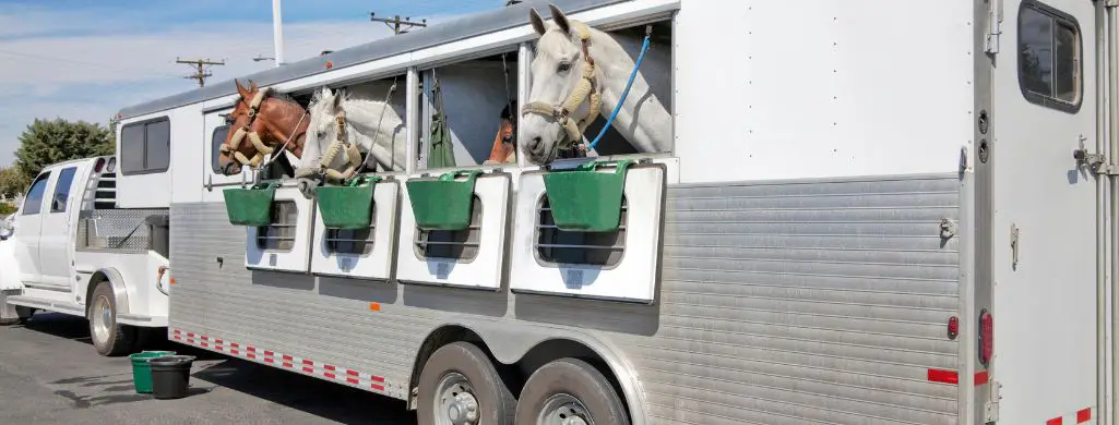 Horses Drinking Horse Trailer