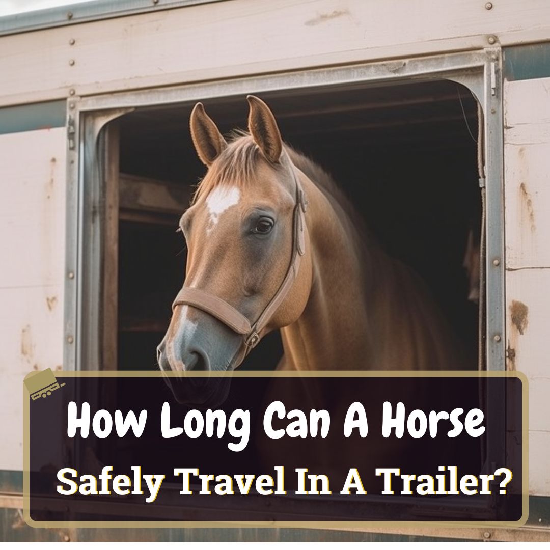 How Long Can A Horse Safely Travel in a Trailer