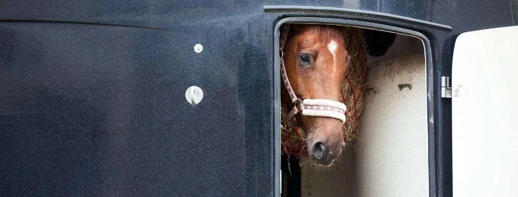 Step-by-step guide on how to clean a horse trailer