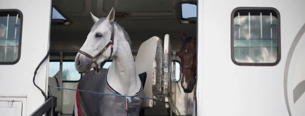 White Horse In Horse Trailer