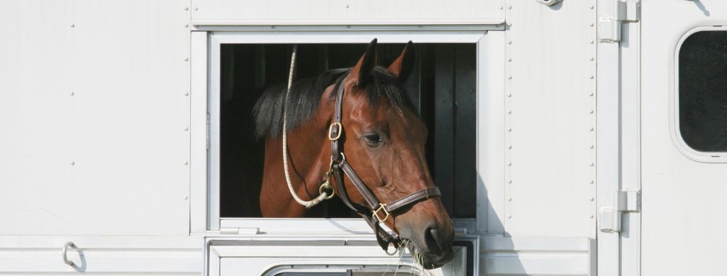 Horse Hanging Head Out Of Trailer